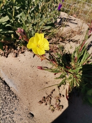 Oenothera