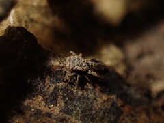 Caeculidae