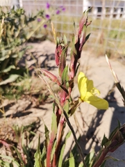 Oenothera