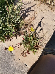 Oenothera