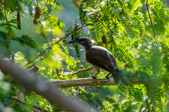 Philemon buceroides