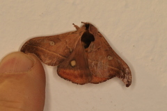 Hylesia nanus