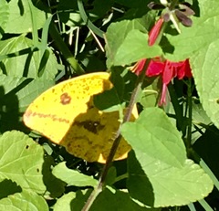 Phoebis agarithe fisheri