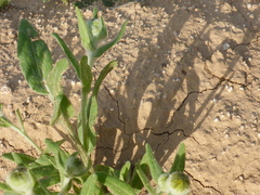 Monolopia lanceolata