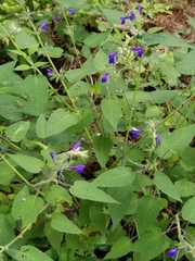Salvia urica