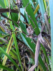 Sparganium erectum