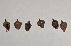 Sparganium erectum