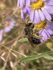 Colletes compactus