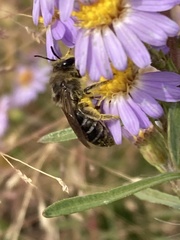 Colletes compactus