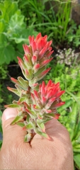 Castilleja arvensis pastorei