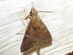 Nephele hespera