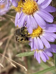 Colletes compactus