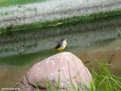 Motacilla cinerea cinerea