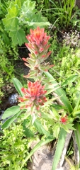 Castilleja arvensis pastorei