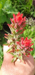 Castilleja arvensis pastorei