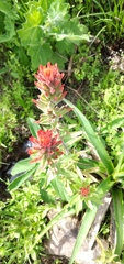 Castilleja arvensis pastorei