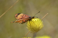 Acraea bomba