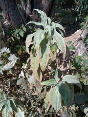Persicaria lanigera