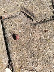 Pyrrhocoris apterus