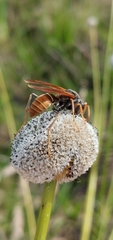 Polistes billardieri