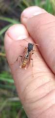 Polistes billardieri
