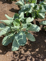 Brassica oleracea gemmifera