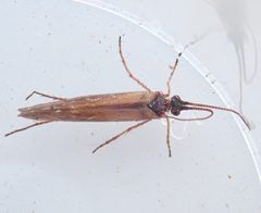 Limnephilus auricula