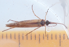 Limnephilus auricula