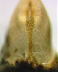 Eupithecia misturata