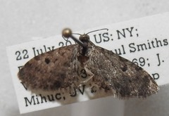 Eupithecia misturata