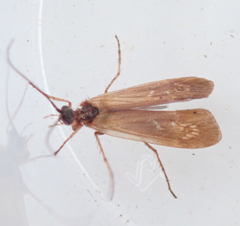 Limnephilus auricula