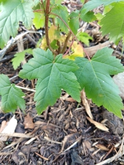 Acer glabrum douglasii