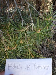 Pinus quadrifolia