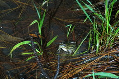 Lithobates lenca