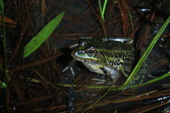 Lithobates lenca