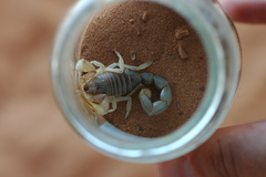 Androctonus dekeyseri