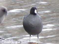 Fulica americana americana