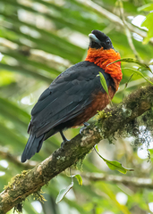 Red-Ruffed Fruitcrow photo 4