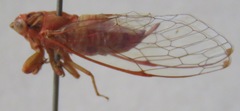 Calyria telifera