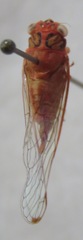 Calyria telifera