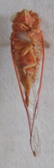 Calyria telifera
