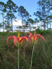 Lilium catesbaei image