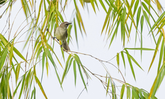 Nesotriccus incomtus