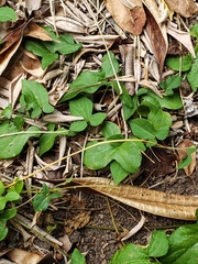 Aristolochia pentandra