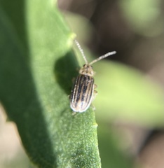 Ophraella notulata