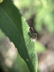 Ophraella notulata