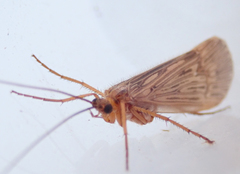 Halesus radiatus