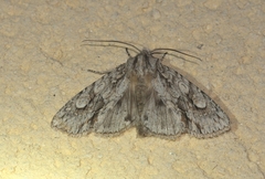 Meganephria bimaculosa