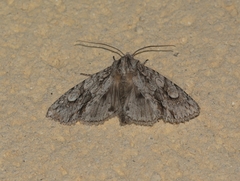 Meganephria bimaculosa