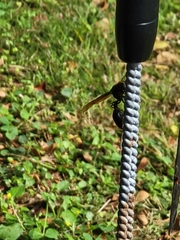 Delta pyriforme philippinense